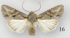 Lacinipolia dimocki male by Schmidt BC. Used under a CC BY 3.0 license.