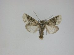 Lacinipolia explicata by J.Gill, Canadian National Collection of Insects, Arachnids and Nematodes. Used under a CC BY-SA 3.0 license.