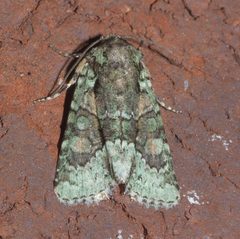 Lacinipolia explicata P1110815a by 
xpda. Used under a CC BY-SA 4.0 license.
