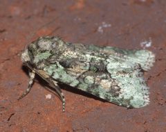 Lacinipolia explicata P1110816a by
xpda. Used under a CC BY-SA 4.0 license.