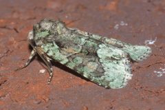 Lacinipolia explicata P1110817a by 
xpda. Used under a CC BY-SA 4.0 license.