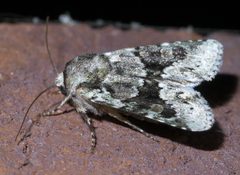 Lacinipolia explicata P1380942b by
xpda. Used under a CC BY-SA 4.0 license.
