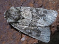 Lacinipolia explicata P1390607a by 
xpda. Used under a CC BY-SA 4.0 license.