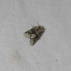 Moth 5 Explicit Arches by Dendroica cerulea. Used under a CC BY 2.0 license.