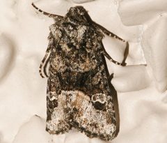 Lacinipolia olivacea by CBG Photography Group, Centre for Biodiversity Genomics. Used under a CC0 license.