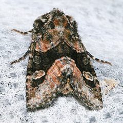 Lacinipolia olivacea petita by CBG Photography Group, Centre for Biodiversity Genomics. Used under a CC0 license.