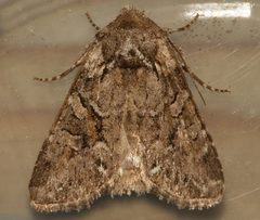 Lacinipolia pensilis by CBG Photography Group, Centre for Biodiversity Genomics. Used under a CC0 license.