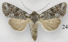 Lacinipolia pensilis female by Schmidt BC. Used under a CC BY 3.0 license.