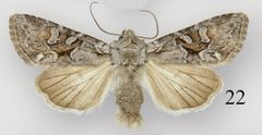 Lacinipolia pensilis male by Schmidt BC. Used under a CC BY 3.0 license.