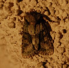 Lacinipolia quadrilineata-1 by Eugene Zelenko. Used under a CC BY-SA 4.0 license.