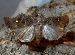 Lacinipolia renigera 1 by Jacy Lucier. Used under a CC BY-SA 4.0 license.