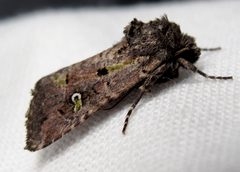 Lacinipolia renigera 2 by Jacy Lucier. Used under a CC BY-SA 4.0 license.