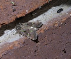 Lacinipolia renigera P1600898a by 
xpda. Used under a CC BY-SA 4.0 license.