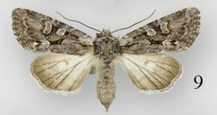 Lacinipolia sareta female by Schmidt BC. Used under a CC BY 3.0 license.