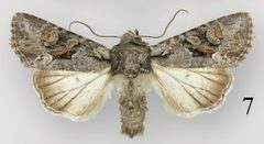 Lacinipolia sareta male by Schmidt BC. Used under a CC BY 3.0 license.