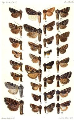 CATALOGUE-BM-PLATE LXXX by Sir GEORGE F. HAMPSON, Bart.. Used under a Public domain license.