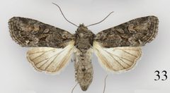 Lacinipolia acutipennis female by Schmidt BC. Used under a CC BY 3.0 license.