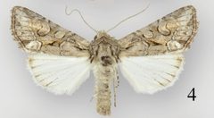 Lacinipolia teligera male by Schmidt BC. Used under a CC BY 3.0 license.