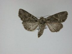 Lacinipolia vicina by J.Gill, Canadian National Collection of Insects, Arachnids and Nematodes. Used under a CC BY-SA 3.0 license.