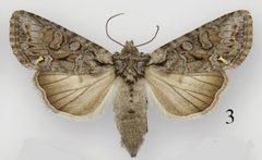 Lacinipolia vicina female by Schmidt BC. Used under a CC BY 3.0 license.