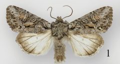 Lacinipolia vicina male by Schmidt BC. Used under a CC BY 3.0 license.