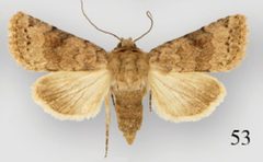 Nudorthodes molino female by Lafontaine JD, Walsh JB, Ferris CD. Used under a CC BY 3.0 license.