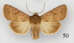 Nudorthodes variabilis male by Lafontaine JD, Walsh JB, Ferris CD. Used under a CC BY 3.0 license.