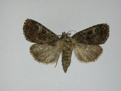 Orthodes goodelli by J.Gill, Canadian National Collection of Insects, Arachnids and Nematodes. Used under a CC BY-SA 3.0 license.