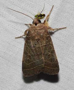 Rustic Quaker Moth - Orthodes majuscula by Wildreturn. Used under a CC BY 2.0 license.
