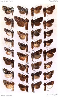 CATALOGUE-BM-PLATE LXXXII by Sir GEORGE F. HAMPSON, Bart.. Used under a Public domain license.