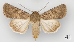 Protorthodes alfkenii female by Lafontaine JD, Walsh JB, Ferris CD. Used under a CC BY 3.0 license.