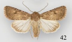 Protorthodes alfkenii male by Lafontaine JD, Walsh JB, Ferris CD. Used under a CC BY 3.0 license.