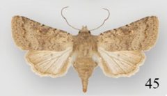Protorthodes antennata female by Lafontaine JD, Walsh JB, Ferris CD. Used under a CC BY 3.0 license.