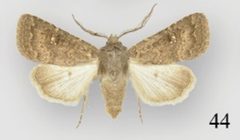 Protorthodes antennata male by Lafontaine JD, Walsh JB, Ferris CD. Used under a CC BY 3.0 license.