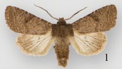 Protorthodes curtica male by Lafontaine JD, Walsh JB, Ferris CD. Used under a CC BY 3.0 license.