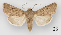 Protorthodes melanopis female by Lafontaine JD, Walsh JB, Ferris CD. Used under a CC BY 3.0 license.
