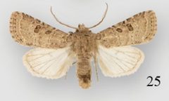 Protorthodes melanopis male by Lafontaine JD, Walsh JB, Ferris CD. Used under a CC BY 3.0 license.