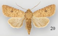 Protorthodes mulina female by Lafontaine JD, Walsh JB, Ferris CD. Used under a CC BY 3.0 license.