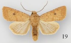 Protorthodes mulina male by Lafontaine JD, Walsh JB, Ferris CD. Used under a CC BY 3.0 license.