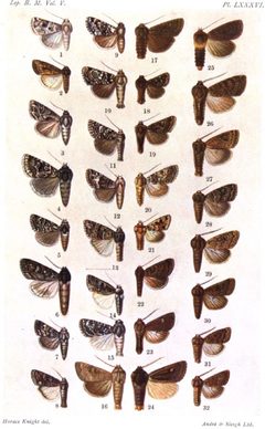 CATALOGUE-BM-PLATE LXXXVI by Sir GEORGE F. HAMPSON, Bart.. Used under a Public domain license.