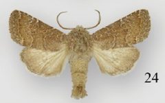Protorthodes orobia male by Lafontaine JD, Walsh JB, Ferris CD. Used under a CC BY 3.0 license.