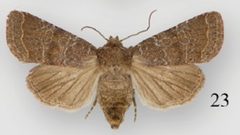 Protorthodes oviduca female by Lafontaine JD, Walsh JB, Ferris CD. Used under a CC BY 3.0 license.