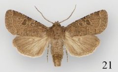 Protorthodes oviduca male by Lafontaine JD, Walsh JB, Ferris CD. Used under a CC BY 3.0 license.