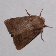 Protorthodes rufula-1 by Eugene Zelenko. Used under a CC BY-SA 4.0 license.