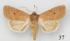 Protorthodes rufula female by Lafontaine JD, Walsh JB, Ferris CD. Used under a CC BY 3.0 license.