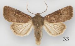 Protorthodes rufula male by Lafontaine JD, Walsh JB, Ferris CD. Used under a CC BY 3.0 license.