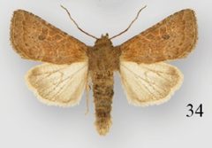 Protorthodes rufula male1 by Lafontaine JD, Walsh JB, Ferris CD. Used under a CC BY 3.0 license.