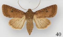 Protorthodes ustulata female by Lafontaine JD, Walsh JB, Ferris CD. Used under a CC BY 3.0 license.