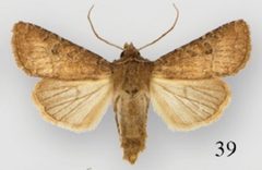 Protorthodes ustulata male by Lafontaine JD, Walsh JB, Ferris CD. Used under a CC BY 3.0 license.