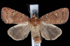 Pseudorthodes irrorata by Jeremy deWaard, University of British Columbia. Used under a CC BY 3.0 license.